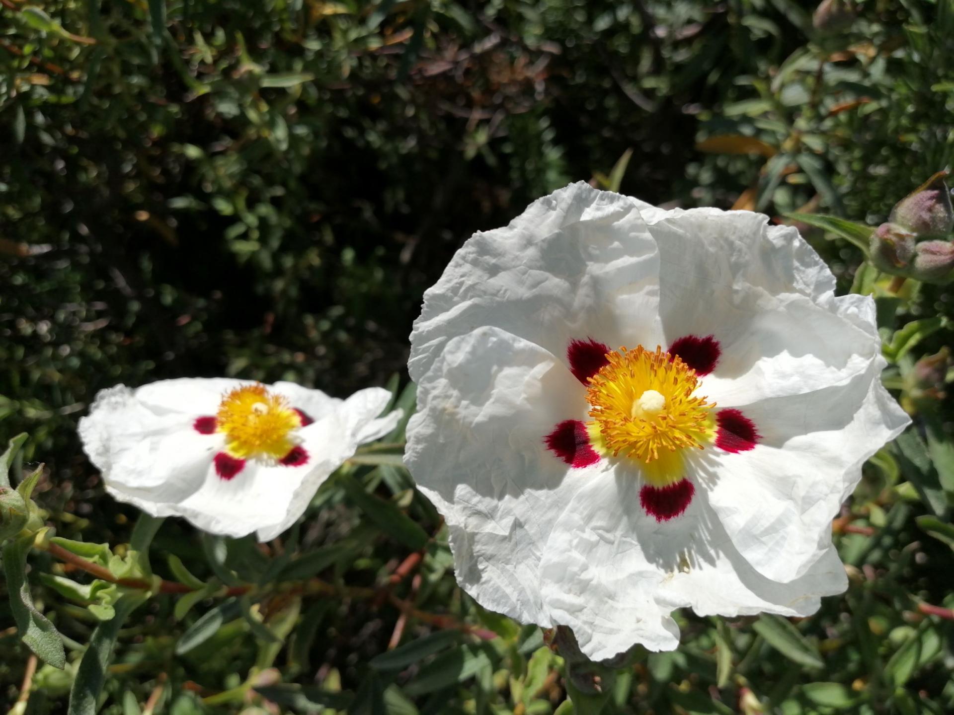 Maison de vacances avec jardin fleuri : la Ciste méditérranéenne